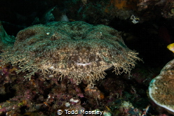 Wobbegong shark. Happy New Year. Thank you for all the gr... by Todd Moseley 